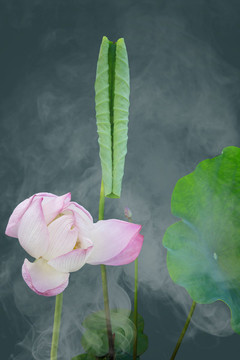 荷花蓮花
