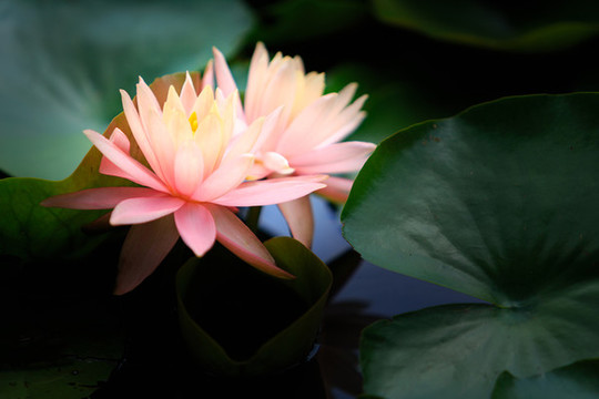 荷花蓮花