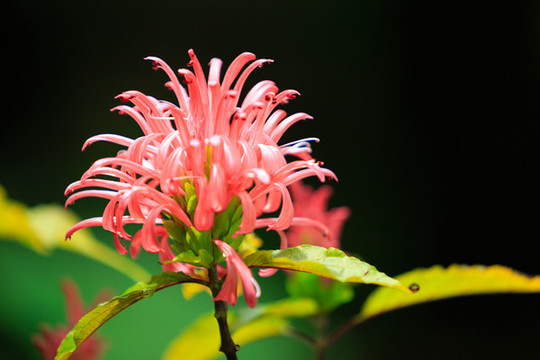 花卉鮮花