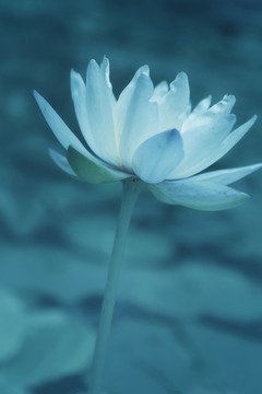 荷花蓮花