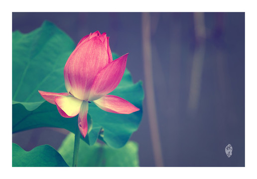 荷花蓮花