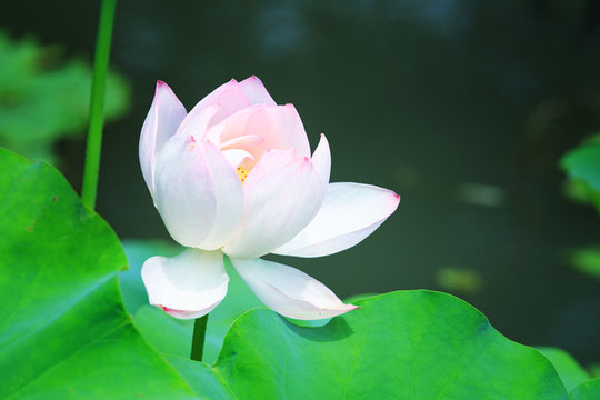 荷花蓮花
