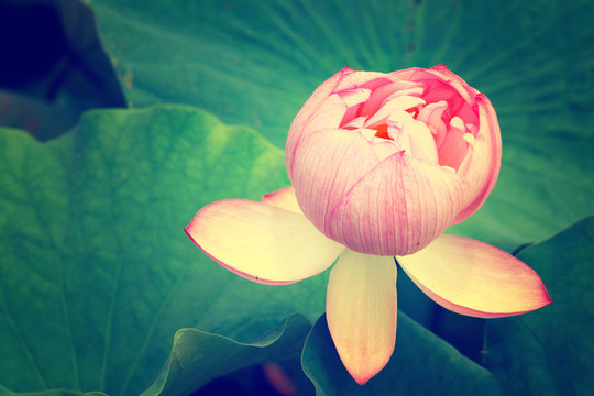 荷花蓮花