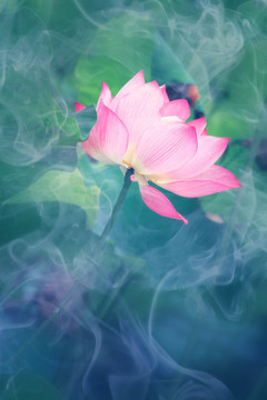 荷花蓮花