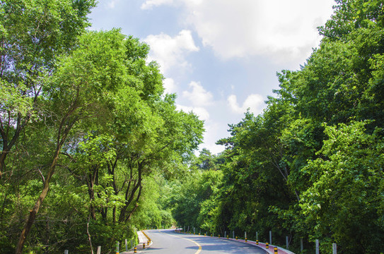 鞍山上石橋公路與兩側樹木