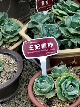 王妃雷神