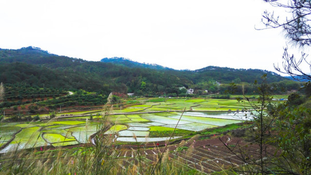 家鄉(xiāng)田野