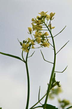 油菜花