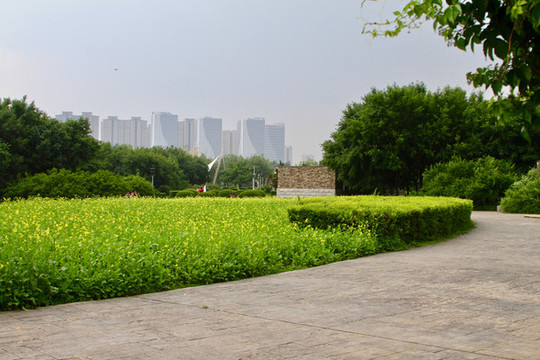 油菜花小路