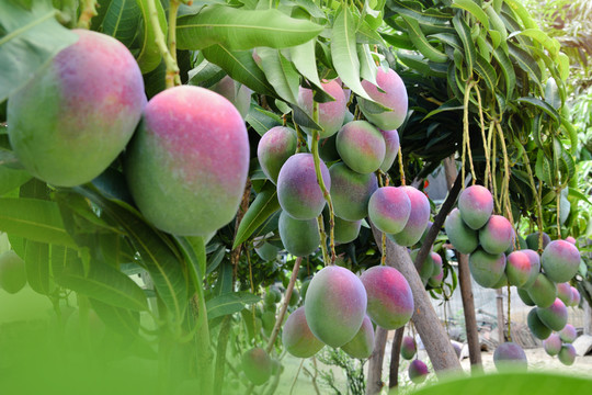 芒果芒果園芒果樹(shù)