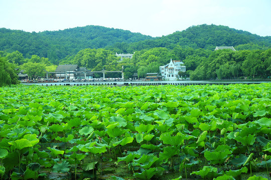 曲院風荷景區(qū)