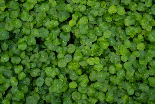 綠葉植物墻廣告海報素材