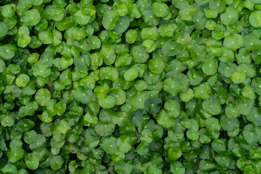 仿真植物墻綠葉墻素材