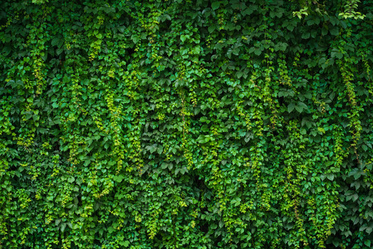 绿色植物绿叶背景墙