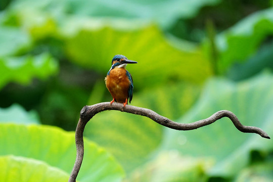 翠鳥荷花