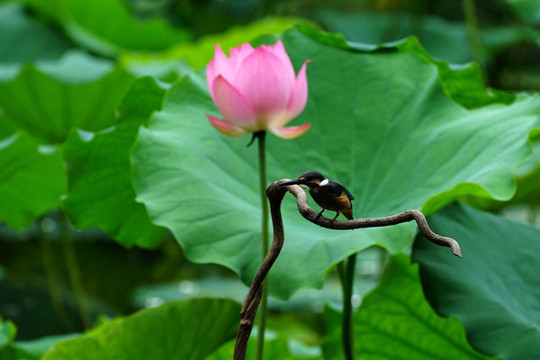 翠鳥荷花