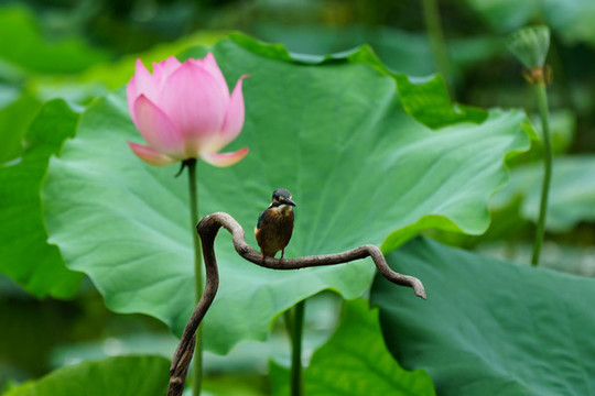 翠鳥(niǎo)荷花