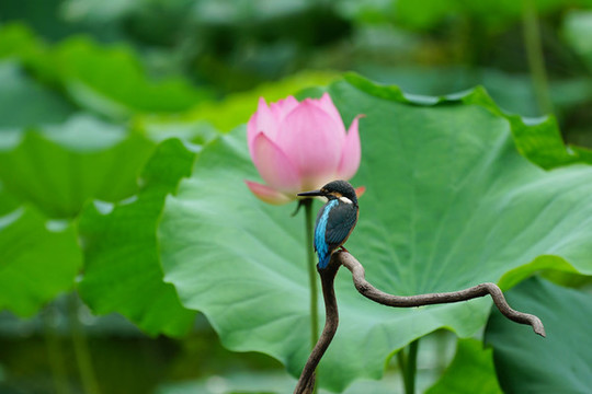 翠鳥荷花