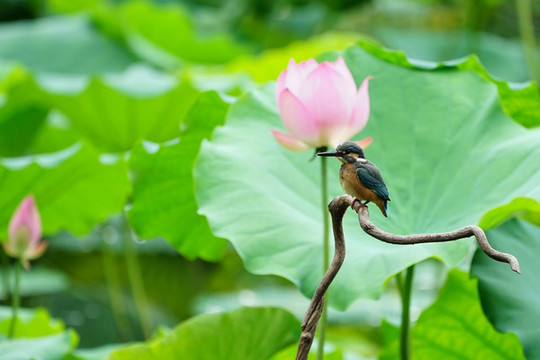 翠鳥荷花