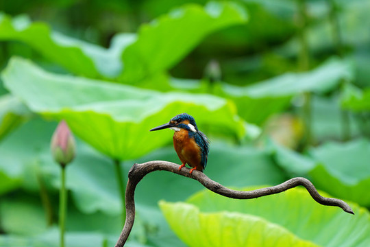 翠鳥(niǎo)荷花