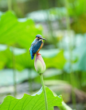 翠鳥荷花