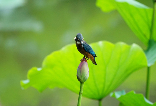 翠鳥荷花