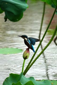 翠鳥荷花