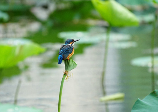 翠鳥荷花