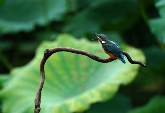 翠鳥荷花