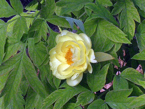 黃芍藥花