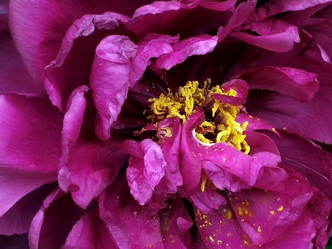 芍藥花