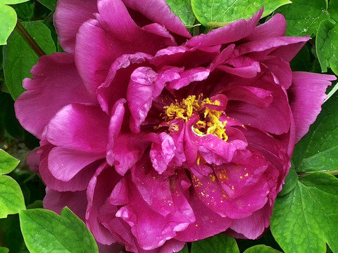 芍藥花