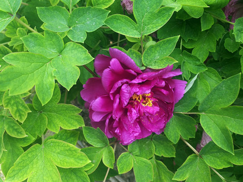 芍藥花