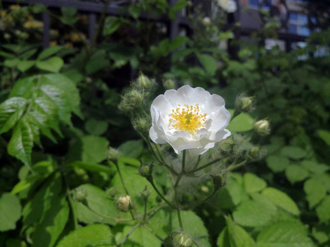 芍藥花