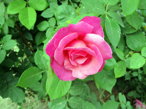 芍藥花