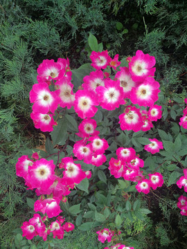 單瓣月季花