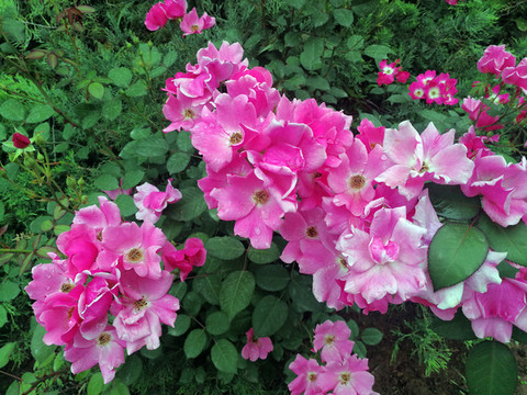 單瓣月季花