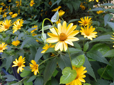 日光菊