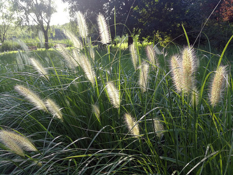 狗尾巴草