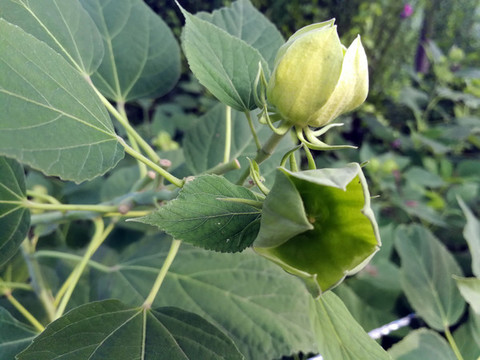 木槿花開