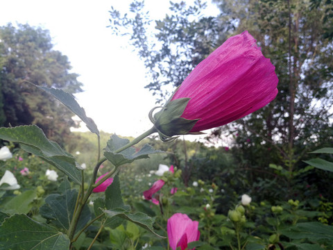 葵花木槿花