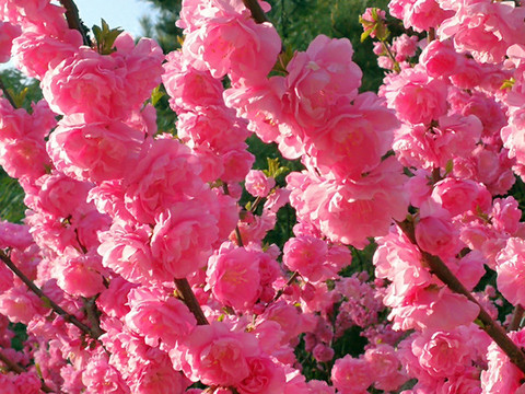 桃花開