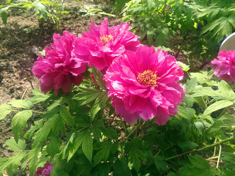 芍藥花