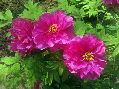 芍藥花