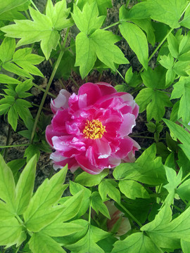 芍藥花