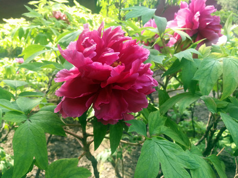 芍藥花