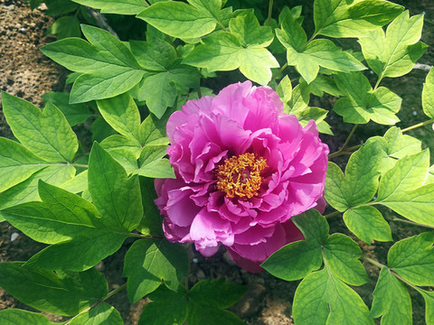 芍藥花