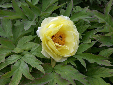 芍藥花