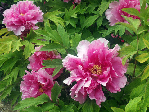 芍藥花