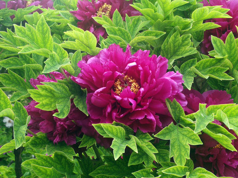芍藥花